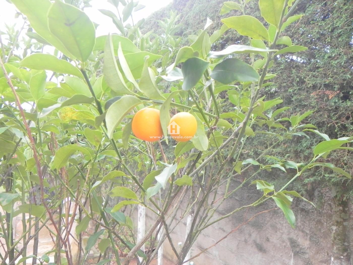 Chácara, 3 quartos, 2594 m² - Foto 8